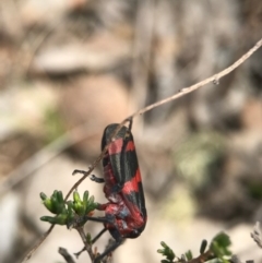 Eurymelops rubrovittata at Watson, ACT - 24 Sep 2017 11:11 AM