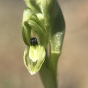 Hymenochilus bicolor (ACT) = Pterostylis bicolor (NSW) at Majura, ACT - suppressed