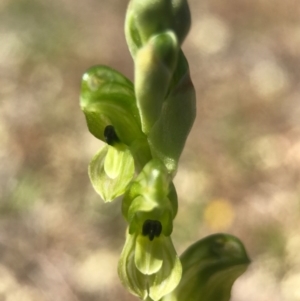 Hymenochilus bicolor (ACT) = Pterostylis bicolor (NSW) at Majura, ACT - suppressed