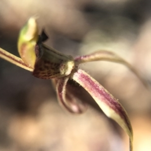 Caladenia actensis at suppressed - suppressed