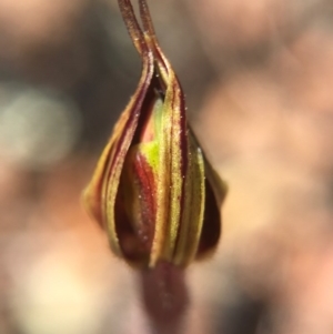 Caladenia actensis at suppressed - suppressed