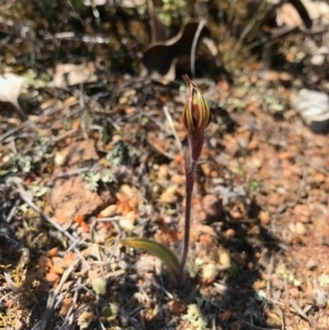 Caladenia actensis at suppressed - suppressed