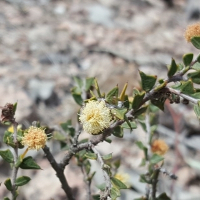 Acacia gunnii (Ploughshare Wattle) at Farrer, ACT - 24 Sep 2017 by Mike