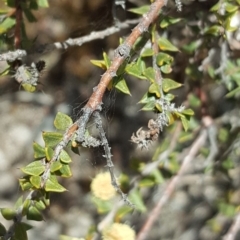 Acacia gunnii (Ploughshare Wattle) at Farrer Ridge - 24 Sep 2017 by Mike