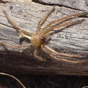 Delena cancerides at Carwoola, NSW - 23 Sep 2017