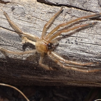 Delena cancerides (Social huntsman spider) at Carwoola, NSW - 23 Sep 2017 by roymcd