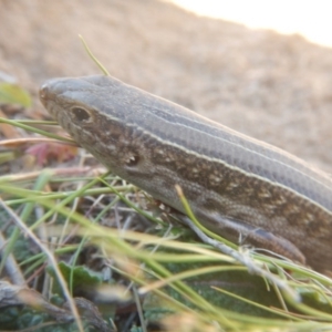 Ctenotus robustus at Stromlo, ACT - 24 Sep 2017