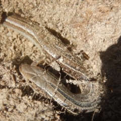 Ctenotus robustus at Stromlo, ACT - 24 Sep 2017