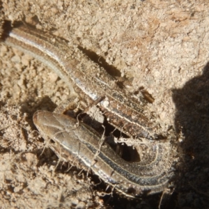 Ctenotus robustus at Stromlo, ACT - 24 Sep 2017 01:10 PM