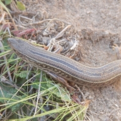 Ctenotus robustus at Stromlo, ACT - 24 Sep 2017