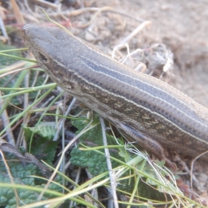 Ctenotus robustus at Stromlo, ACT - 24 Sep 2017