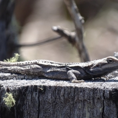 Amphibolurus muricatus (Jacky Lizard) at Carwoola, NSW - 23 Sep 2017 by roymcd