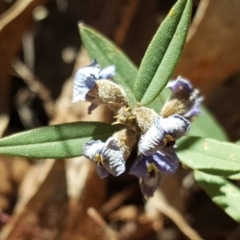 Hovea heterophylla (Common Hovea) at Farrer Ridge - 24 Sep 2017 by Mike