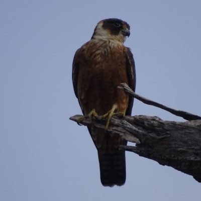 Falco longipennis (Australian Hobby) at Garran, ACT - 23 Sep 2017 by roymcd