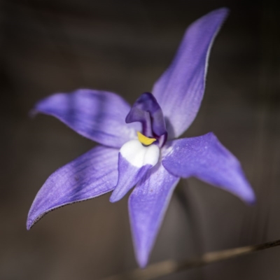 Glossodia major (Wax Lip Orchid) at Crace, ACT - 24 Sep 2017 by GlenRyan