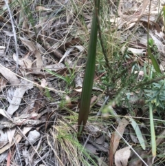 Unidentified Orchid at Mount Majura - 24 Sep 2017 by petersan