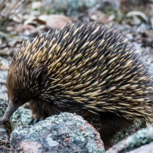 Tachyglossus aculeatus at Fadden, ACT - 23 Sep 2017