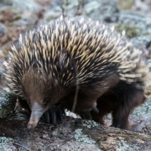 Tachyglossus aculeatus at Fadden, ACT - 23 Sep 2017