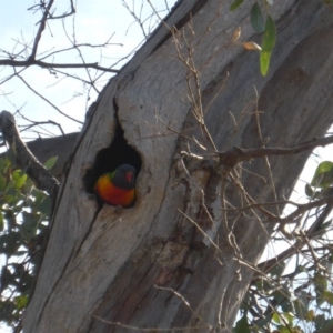 Trichoglossus moluccanus at Farrer, ACT - 24 Sep 2017