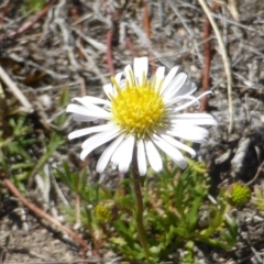 Calotis anthemoides (Chamomile Burr-daisy) at Farrer, ACT - 24 Sep 2017 by Mike