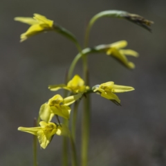 Diuris chryseopsis (Golden Moth) at Sutton, NSW - 24 Sep 2017 by GlenRyan