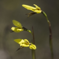 Diuris chryseopsis at Sutton, NSW - 24 Sep 2017