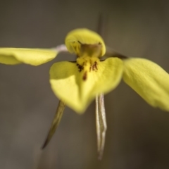 Diuris chryseopsis at Sutton, NSW - 24 Sep 2017