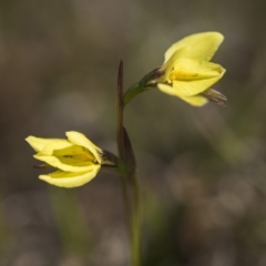 Diuris chryseopsis at Sutton, NSW - suppressed