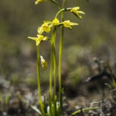 Diuris chryseopsis at Sutton, NSW - 24 Sep 2017