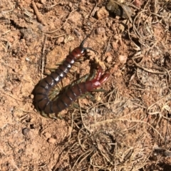 Cormocephalus aurantiipes (Orange-legged Centipede) at Mount Majura - 24 Sep 2017 by AaronClausen