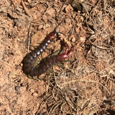 Cormocephalus aurantiipes (Orange-legged Centipede) at Mount Majura - 24 Sep 2017 by AaronClausen