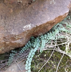 Asplenium flabellifolium at Majura, ACT - 24 Sep 2017