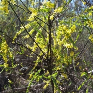 Acacia pravissima at Farrer Ridge - 24 Sep 2017