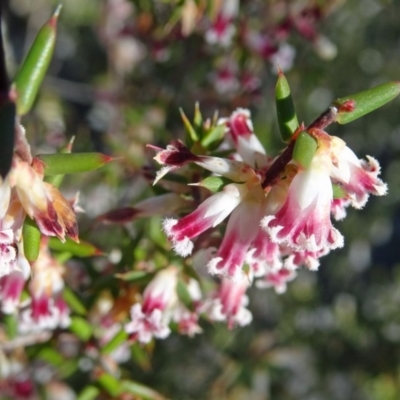 Leucopogon fletcheri subsp. brevisepalus (Twin Flower Beard-Heath) at Farrer Ridge - 26 Sep 2017 by galah681