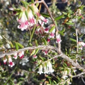 Leucopogon fletcheri subsp. brevisepalus at Farrer, ACT - 26 Sep 2017