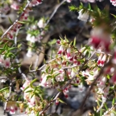 Leucopogon fletcheri subsp. brevisepalus at Farrer, ACT - 26 Sep 2017