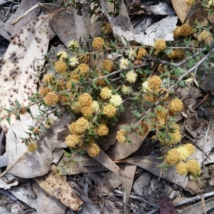 Acacia gunnii at Farrer, ACT - 24 Sep 2017