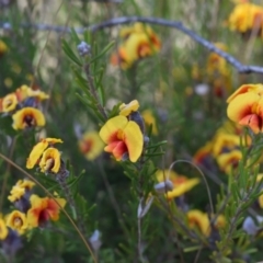 Dillwynia sericea (Egg And Bacon Peas) at Campbell, ACT - 24 Sep 2017 by RobertD