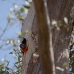 Trichoglossus moluccanus (Rainbow Lorikeet) at Farrer Ridge - 24 Sep 2017 by SallyandPeter