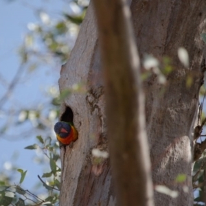 Trichoglossus moluccanus at Farrer, ACT - 24 Sep 2017