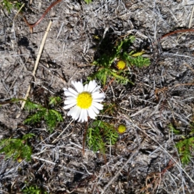 Calotis anthemoides (Chamomile Burr-daisy) at Farrer, ACT - 24 Sep 2017 by galah681