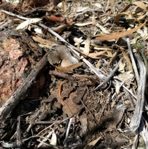 Ctenotus taeniolatus at Majura, ACT - 24 Sep 2017 12:56 PM