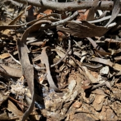 Morethia boulengeri (Boulenger's Skink) at Hackett, ACT - 24 Sep 2017 by WalterEgo