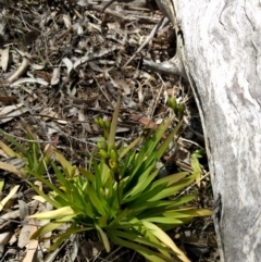 Freesia leichtlinii subsp. leichtlinii x Freesia leichtlinii subsp. alba (Freesia) at Mount Ainslie - 24 Sep 2017 by WalterEgo