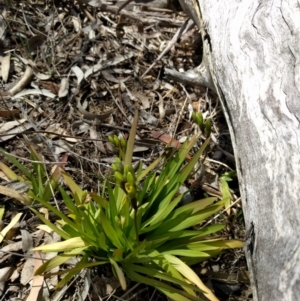 Freesia leichtlinii subsp. leichtlinii x Freesia leichtlinii subsp. alba at Hackett, ACT - 24 Sep 2017