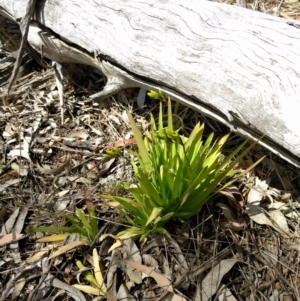 Freesia leichtlinii subsp. leichtlinii x Freesia leichtlinii subsp. alba at Hackett, ACT - 24 Sep 2017