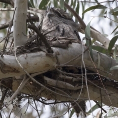 Podargus strigoides (Tawny Frogmouth) at Acton, ACT - 24 Sep 2017 by AlisonMilton