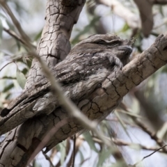 Podargus strigoides at Acton, ACT - 24 Sep 2017