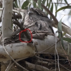 Podargus strigoides at Acton, ACT - 24 Sep 2017