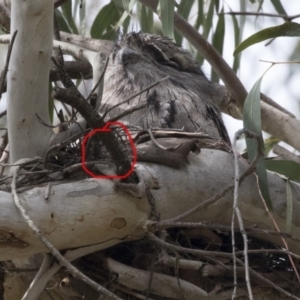 Podargus strigoides at Acton, ACT - 24 Sep 2017